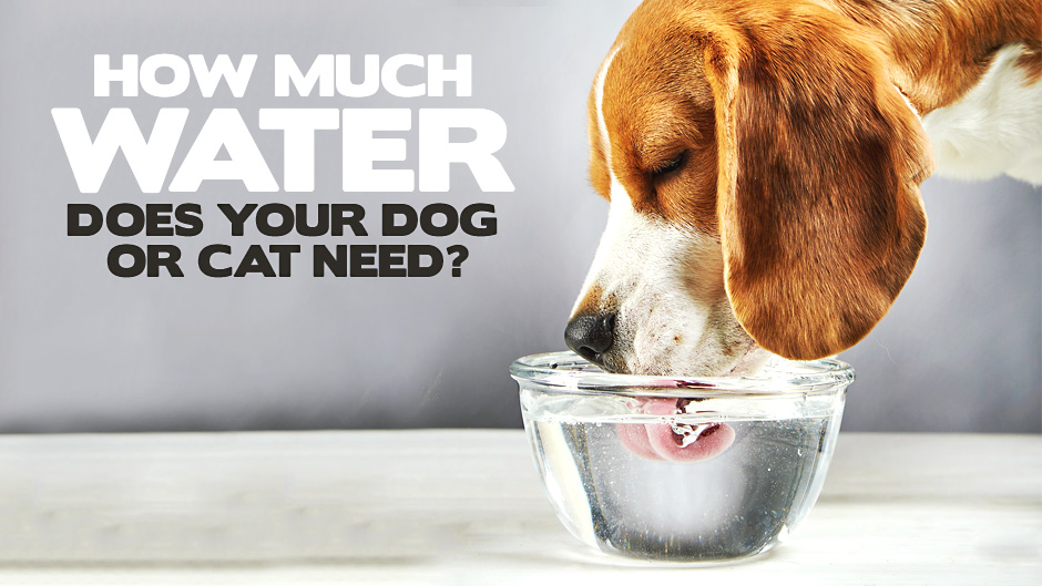 how much water should a puppy drink in a day