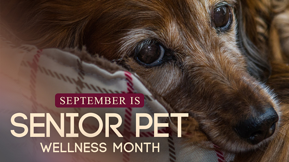 September is Senior Pet Wellness Month