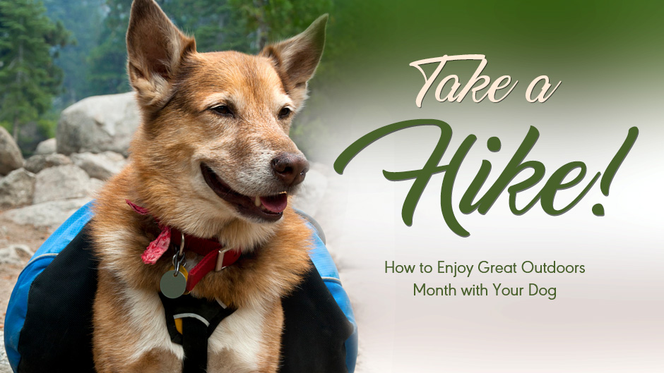 How Do I Start Hiking With My Dog