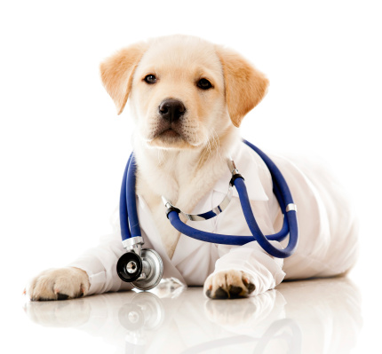 dog veterinarian