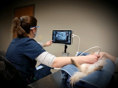 dog getting ultrasound