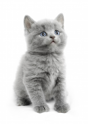 gray kitten